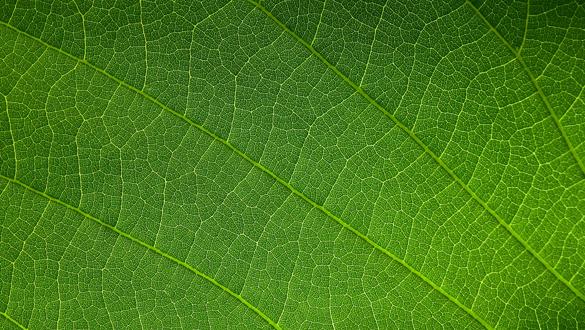 close up green leaf of Bastard teak ( Butea monosperma )