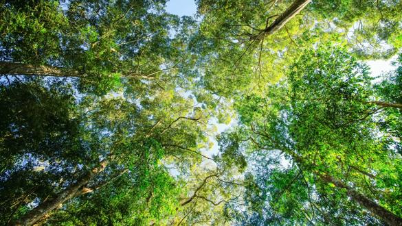 Bottom-up view green mangrove forest canopy. Natural carbon sink fight climate change. Sustainability in carbon-neutral ecosystems.