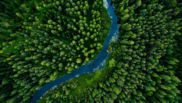 Aerial view of green grass forest with tall pine trees and blue bendy river flowing through the forest in Finland