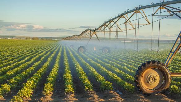 potato field irrigated by a pivot sprinkler system