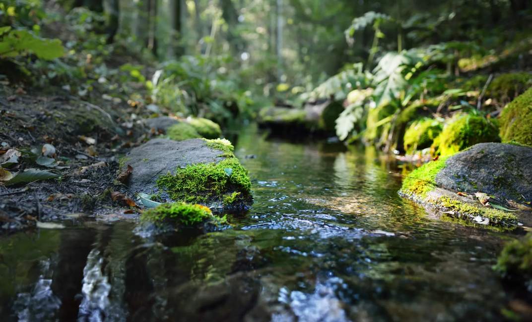 Small river (stream) in the dark evergreen forest. Crystal clear water, rocks, moss, fern, plants close-up. Natural textures. Atmospheric landscape. Pure nature, environment, ecology