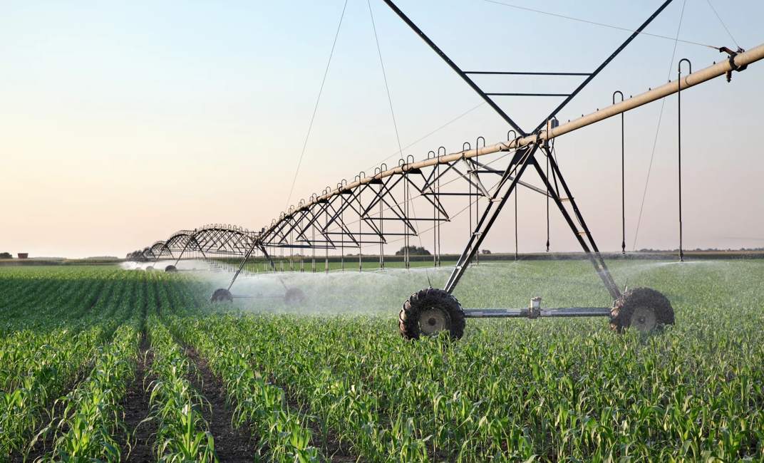 Corn field in spring with irrigation system for water supply, sprinklers sphashing water to plants