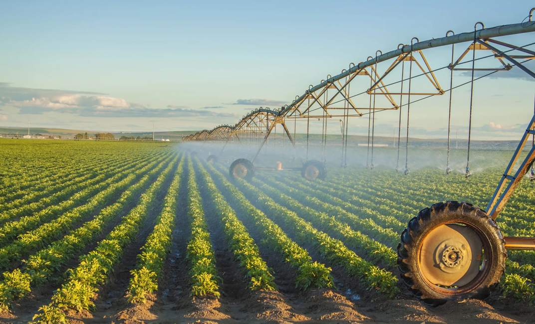potato field irrigated by a pivot sprinkler system 
WebDAM Path: /Photography & Illustration/Stock Photography/Agriculture/Irrigation