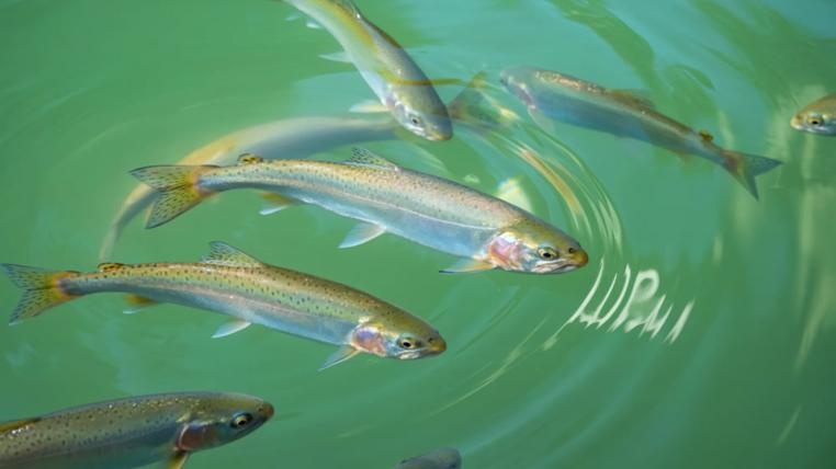 Several rainbow trout are visible swimming in clear, greenish water. Their bodies reflect light, highlighting their scales and streamlined forms.